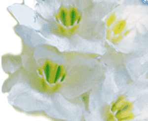 daffodil illustration